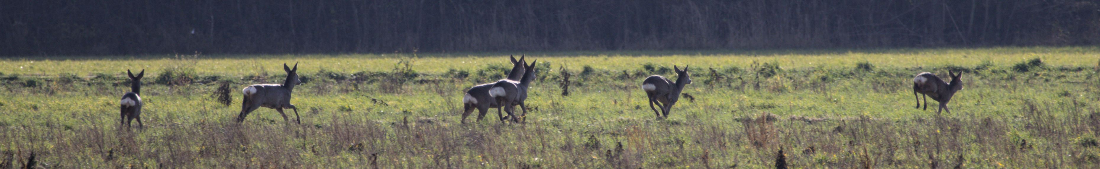 Bannerphoto